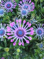 Sch&ouml;ne Blumen