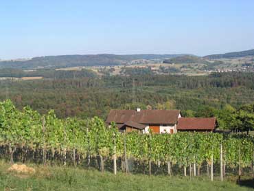 Blick &uuml;ber den Rebberg