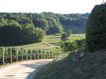 Blick &uuml;ber den Rebberg