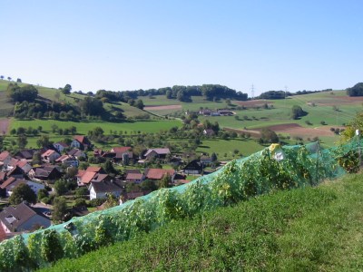 Rebberg mit Dorf